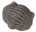 Wide Enrolled Eldredgeops Trilobite - Silica Shale #42227-1